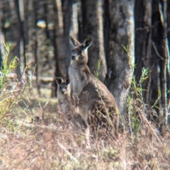 Macropus giganteus at Tarcutta, NSW - 30 Jul 2024