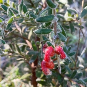 Grevillea alpina at Yarralumla, ACT - 26 Aug 2023