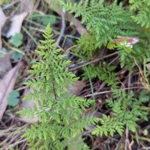 Cheilanthes austrotenuifolia at Tarcutta, NSW - 30 Jul 2024