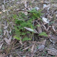 Cheilanthes austrotenuifolia at Tarcutta, NSW - 30 Jul 2024