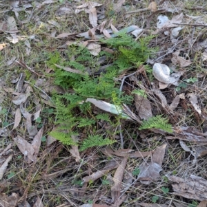 Cheilanthes austrotenuifolia at Tarcutta, NSW - 30 Jul 2024