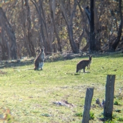 Notamacropus rufogriseus (Red-necked Wallaby) at Tarcutta, NSW - 30 Jul 2024 by Darcy