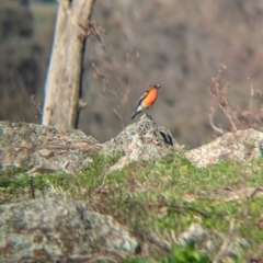 Petroica phoenicea (Flame Robin) at Tarcutta, NSW - 30 Jul 2024 by Darcy