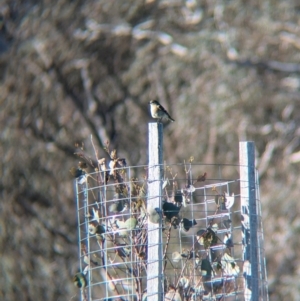 Petroica phoenicea at Tarcutta, NSW - 30 Jul 2024