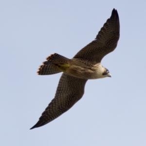 Falco peregrinus at Camden Head, NSW - 27 Nov 2023