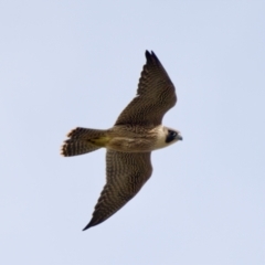 Falco peregrinus at Camden Head, NSW - 27 Nov 2023 04:30 PM