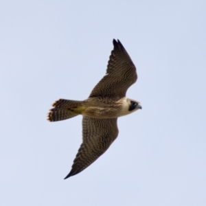 Falco peregrinus at Camden Head, NSW - 27 Nov 2023