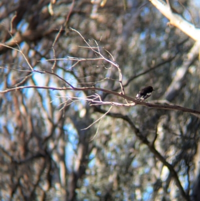 Petroica boodang (Scarlet Robin) at Tarcutta, NSW - 30 Jul 2024 by Darcy