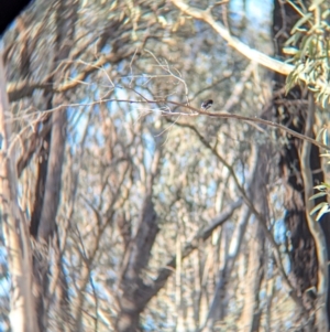 Petroica boodang at Tarcutta, NSW - 30 Jul 2024