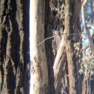 Petroica boodang at Tarcutta, NSW - 30 Jul 2024