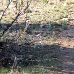 Pyrrholaemus sagittatus (Speckled Warbler) at Tarcutta, NSW - 30 Jul 2024 by Darcy