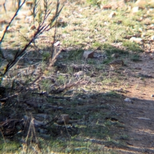 Pyrrholaemus sagittatus at Tarcutta, NSW - 30 Jul 2024