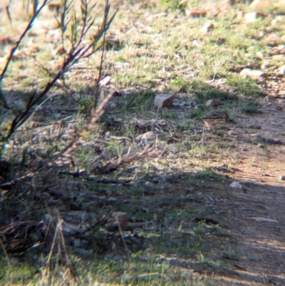 Pyrrholaemus sagittatus (Speckled Warbler) at Tarcutta, NSW - 30 Jul 2024 by Darcy