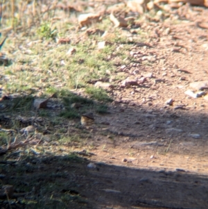 Pyrrholaemus sagittatus at Tarcutta, NSW - 30 Jul 2024