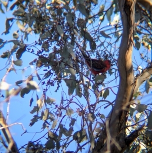 Platycercus elegans at Tarcutta, NSW - 30 Jul 2024