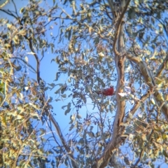 Platycercus elegans at Tarcutta, NSW - 30 Jul 2024 04:03 PM