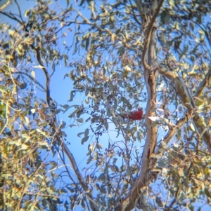 Platycercus elegans at Tarcutta, NSW - 30 Jul 2024 04:03 PM