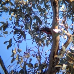 Platycercus elegans at Tarcutta, NSW - 30 Jul 2024 04:03 PM
