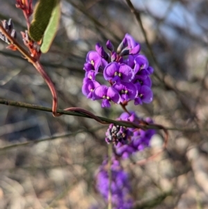 Hardenbergia violacea at Tarcutta, NSW - 31 Jul 2024 09:05 AM