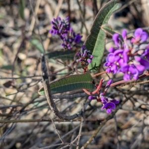 Hardenbergia violacea at Tarcutta, NSW - 31 Jul 2024 09:05 AM