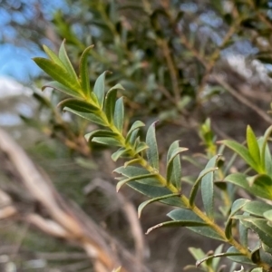 Eucalyptus recurva at Mongarlowe, NSW - 23 Mar 2020