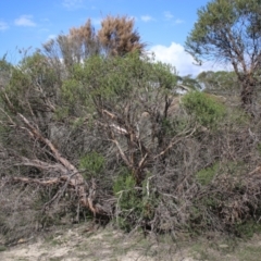 Eucalyptus recurva at Mongarlowe, NSW - 23 Mar 2020