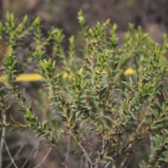 Eucalyptus recurva at Mongarlowe, NSW - 23 Mar 2020