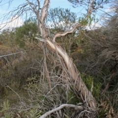 Eucalyptus recurva at Mongarlowe, NSW - 23 Mar 2020