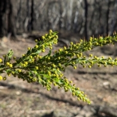 Acacia paradoxa (Kangaroo Thorn) at Tarcutta, NSW - 31 Jul 2024 by Darcy