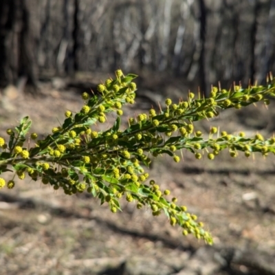 Acacia paradoxa (Kangaroo Thorn) at Tarcutta, NSW - 30 Jul 2024 by Darcy