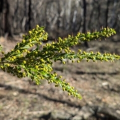 Acacia paradoxa at Tarcutta, NSW - 31 Jul 2024 09:37 AM