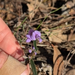 Hovea heterophylla (Common Hovea) at Tarcutta, NSW - 30 Jul 2024 by Darcy