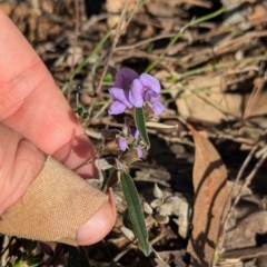 Hovea heterophylla at Tarcutta, NSW - 31 Jul 2024