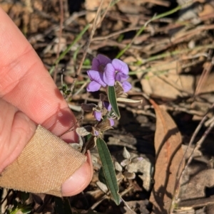 Hovea heterophylla at Tarcutta, NSW - 31 Jul 2024 09:55 AM