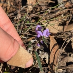 Hovea heterophylla at Tarcutta, NSW - 31 Jul 2024 09:55 AM