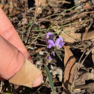 Hovea heterophylla at Tarcutta, NSW - 31 Jul 2024 09:55 AM