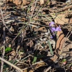 Hovea heterophylla at Tarcutta, NSW - 31 Jul 2024 09:55 AM