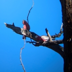 Eolophus roseicapilla (Galah) at Tarcutta, NSW - 31 Jul 2024 by Darcy