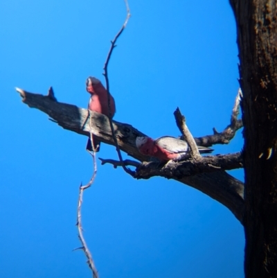 Eolophus roseicapilla (Galah) at Tarcutta, NSW - 31 Jul 2024 by Darcy