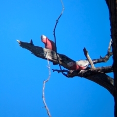 Eolophus roseicapilla at Tarcutta, NSW - 31 Jul 2024 10:43 AM
