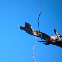 Eolophus roseicapilla at Tarcutta, NSW - 31 Jul 2024 10:43 AM