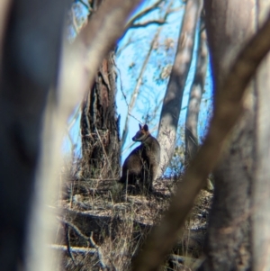 Wallabia bicolor at Tarcutta, NSW - 31 Jul 2024 01:59 PM