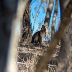 Wallabia bicolor at Tarcutta, NSW - 31 Jul 2024 01:59 PM