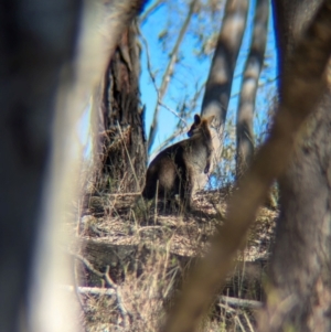 Wallabia bicolor at Tarcutta, NSW - 31 Jul 2024 01:59 PM