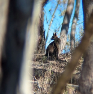 Wallabia bicolor at Tarcutta, NSW - 31 Jul 2024 01:59 PM