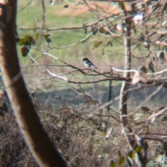 Melanodryas cucullata cucullata (Hooded Robin) at Tarcutta, NSW - 31 Jul 2024 by Darcy