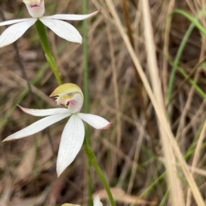 Caladenia moschata at Aranda, ACT - 11 Nov 2022