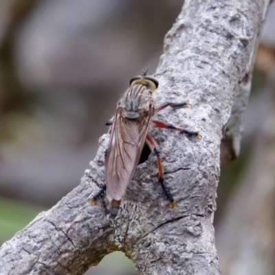 Neoaratus hercules at Camden Head, NSW - 27 Nov 2023 by KorinneM