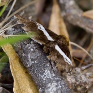 Buzara frontinus at Camden Head, NSW - 27 Nov 2023