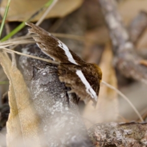 Buzara frontinus at Camden Head, NSW - 27 Nov 2023 04:44 PM